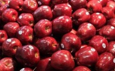 سیب صادراتی میانه